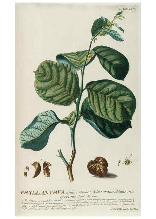 Reproducción/Reproduction 8050649678: Plantae selectae quarum imagines ad exemplaria naturalia Londini, in hortis curiosorum nutrita. [S.l. :s.n.],1750-1773.
