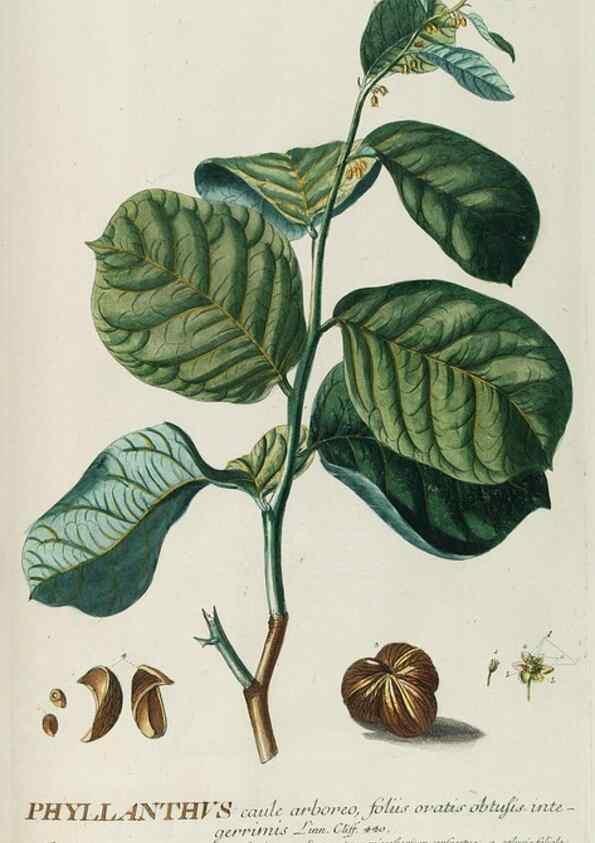 Reproducción/Reproduction 8050649678: Plantae selectae quarum imagines ad exemplaria naturalia Londini, in hortis curiosorum nutrita. [S.l. :s.n.],1750-1773.