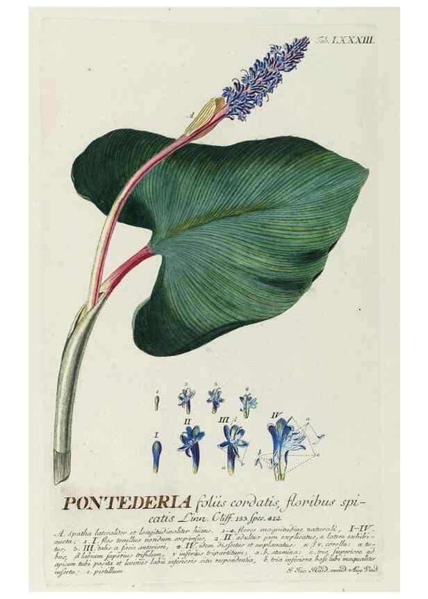Reproducción/Reproduction 8050648792: Plantae selectae quarum imagines ad exemplaria naturalia Londini, in hortis curiosorum nutrita. [S.l. :s.n.],1750-1773.
