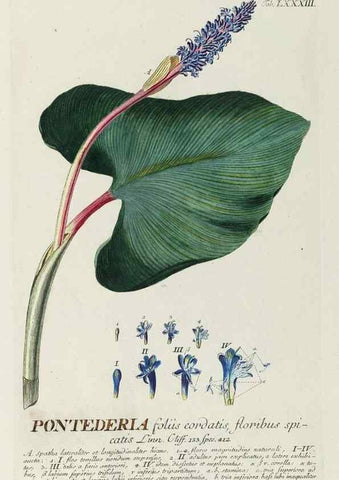 Reproducción/Reproduction 8050648792: Plantae selectae quarum imagines ad exemplaria naturalia Londini, in hortis curiosorum nutrita. [S.l. :s.n.],1750-1773.