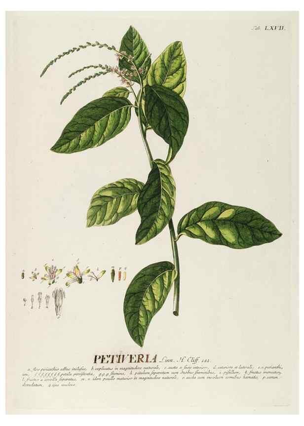 Reproducción/Reproduction 8050631191: Plantae selectae quarum imagines ad exemplaria naturalia Londini, in hortis curiosorum nutrita. [S.l. :s.n.],1750-1773.