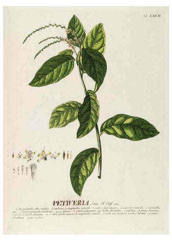 Reproducción/Reproduction 8050631191: Plantae selectae quarum imagines ad exemplaria naturalia Londini, in hortis curiosorum nutrita. [S.l. :s.n.],1750-1773.