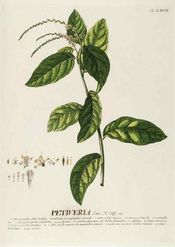 Reproducción/Reproduction 8050631191: Plantae selectae quarum imagines ad exemplaria naturalia Londini, in hortis curiosorum nutrita. [S.l. :s.n.],1750-1773.