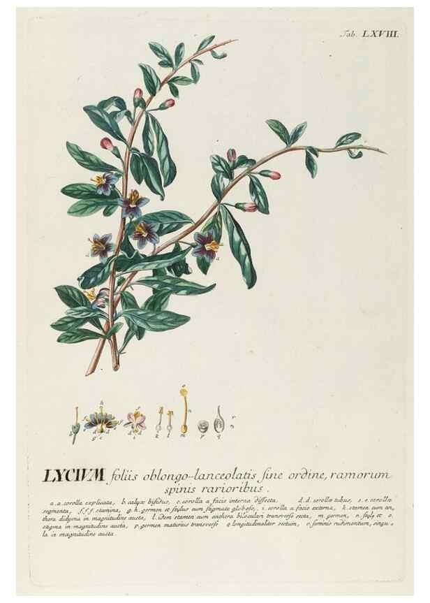 Reproducción/Reproduction 8050631855: Plantae selectae quarum imagines ad exemplaria naturalia Londini, in hortis curiosorum nutrita. [S.l. :s.n.],1750-1773.