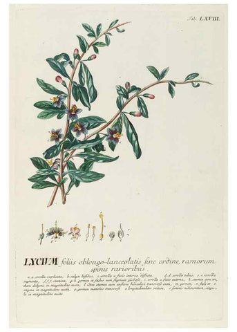Reproducción/Reproduction 8050631855: Plantae selectae quarum imagines ad exemplaria naturalia Londini, in hortis curiosorum nutrita. [S.l. :s.n.],1750-1773.