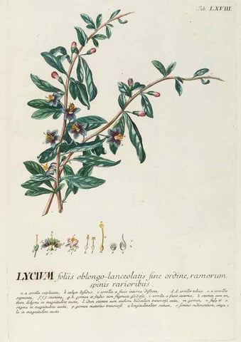 Reproducción/Reproduction 8050631855: Plantae selectae quarum imagines ad exemplaria naturalia Londini, in hortis curiosorum nutrita. [S.l. :s.n.],1750-1773.