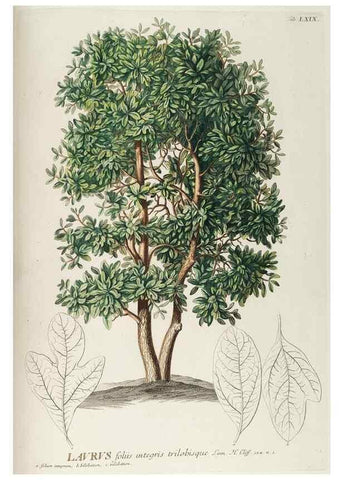 Reproducción/Reproduction 8050637794: Plantae selectae quarum imagines ad exemplaria naturalia Londini, in hortis curiosorum nutrita. [S.l. :s.n.],1750-1773.