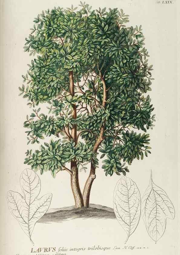 Reproducción/Reproduction 8050637794: Plantae selectae quarum imagines ad exemplaria naturalia Londini, in hortis curiosorum nutrita. [S.l. :s.n.],1750-1773.