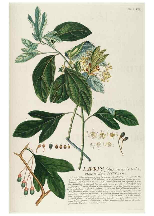 Reproducción/Reproduction 8050638712: Plantae selectae quarum imagines ad exemplaria naturalia Londini, in hortis curiosorum nutrita. [S.l. :s.n.],1750-1773.