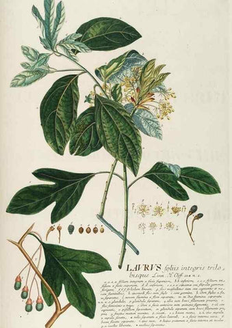 Reproducción/Reproduction 8050638712: Plantae selectae quarum imagines ad exemplaria naturalia Londini, in hortis curiosorum nutrita. [S.l. :s.n.],1750-1773.