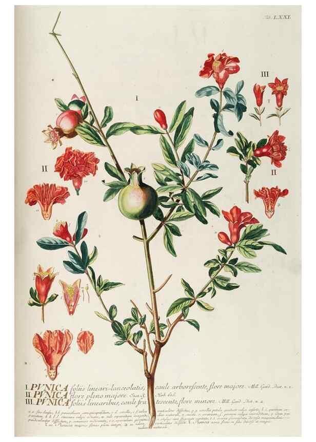 Reproducción/Reproduction 8050634429: Plantae selectae quarum imagines ad exemplaria naturalia Londini, in hortis curiosorum nutrita. [S.l. :s.n.],1750-1773.