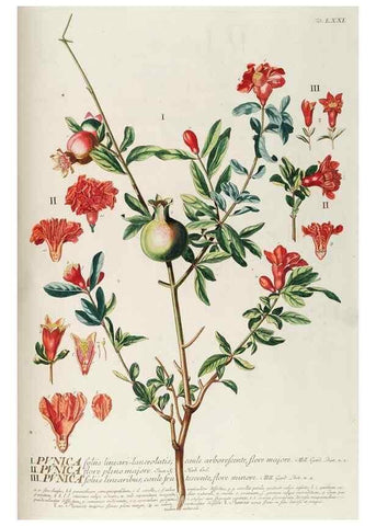 Reproducción/Reproduction 8050634429: Plantae selectae quarum imagines ad exemplaria naturalia Londini, in hortis curiosorum nutrita. [S.l. :s.n.],1750-1773.