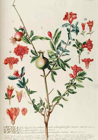 Reproducción/Reproduction 8050634429: Plantae selectae quarum imagines ad exemplaria naturalia Londini, in hortis curiosorum nutrita. [S.l. :s.n.],1750-1773.