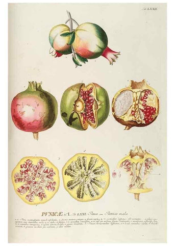 Reproducción/Reproduction 8050634945: Plantae selectae quarum imagines ad exemplaria naturalia Londini, in hortis curiosorum nutrita. [S.l. :s.n.],1750-1773.