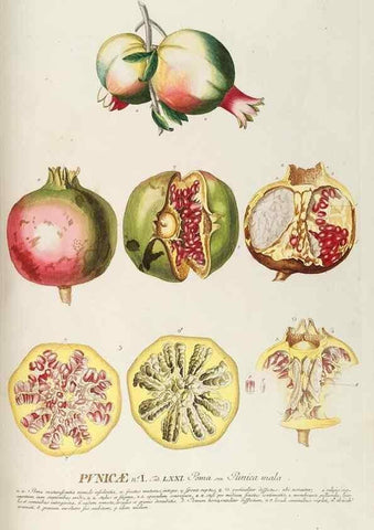 Reproducción/Reproduction 8050634945: Plantae selectae quarum imagines ad exemplaria naturalia Londini, in hortis curiosorum nutrita. [S.l. :s.n.],1750-1773.