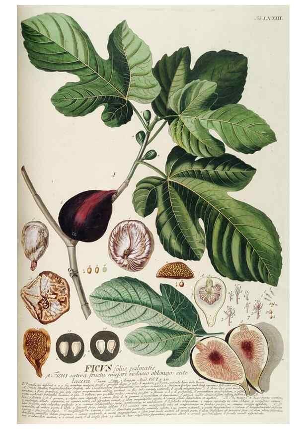 Reproducción/Reproduction 8050635507: Plantae selectae quarum imagines ad exemplaria naturalia Londini, in hortis curiosorum nutrita. [S.l. :s.n.],1750-1773.