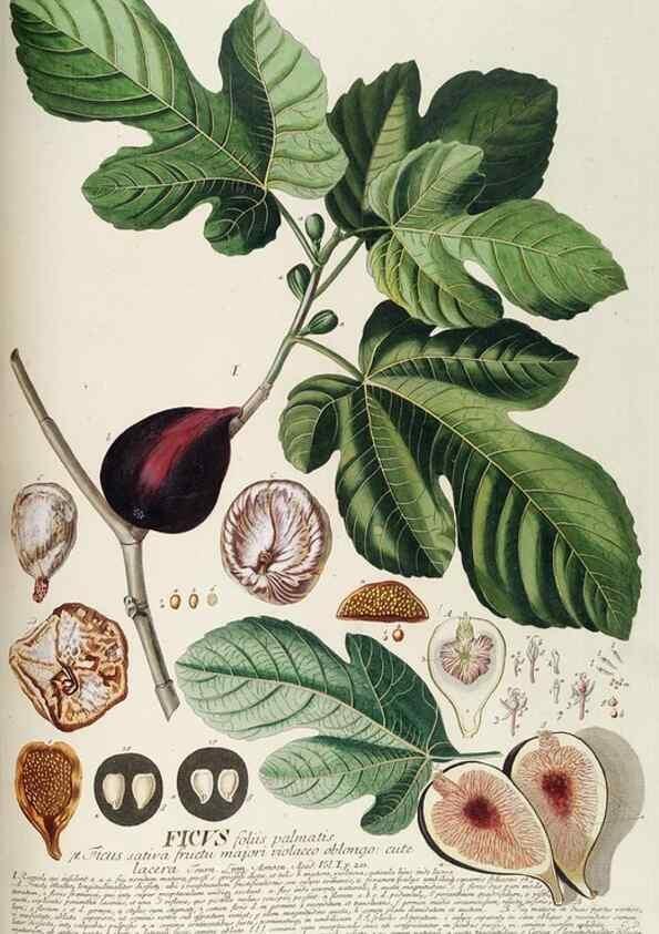 Reproducción/Reproduction 8050635507: Plantae selectae quarum imagines ad exemplaria naturalia Londini, in hortis curiosorum nutrita. [S.l. :s.n.],1750-1773.