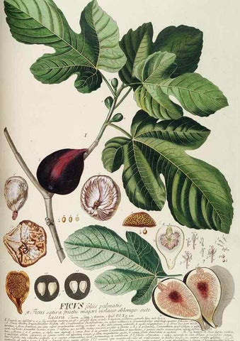 Reproducción/Reproduction 8050635507: Plantae selectae quarum imagines ad exemplaria naturalia Londini, in hortis curiosorum nutrita. [S.l. :s.n.],1750-1773.