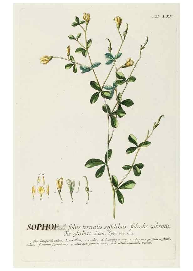 Reproducción/Reproduction 8050630067: Plantae selectae quarum imagines ad exemplaria naturalia Londini, in hortis curiosorum nutrita. [S.l. :s.n.],1750-1773.
