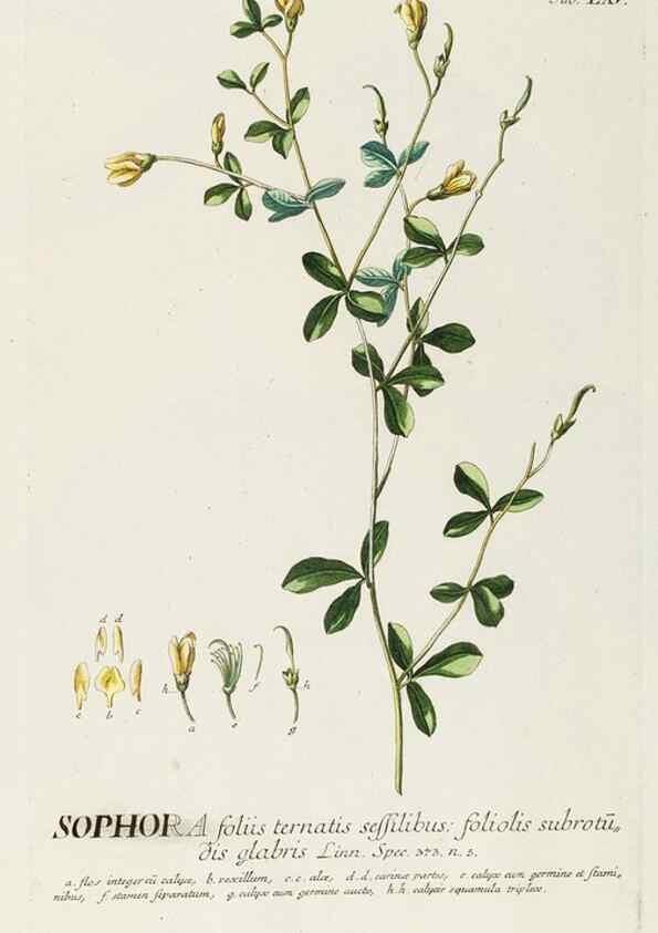 Reproducción/Reproduction 8050630067: Plantae selectae quarum imagines ad exemplaria naturalia Londini, in hortis curiosorum nutrita. [S.l. :s.n.],1750-1773.