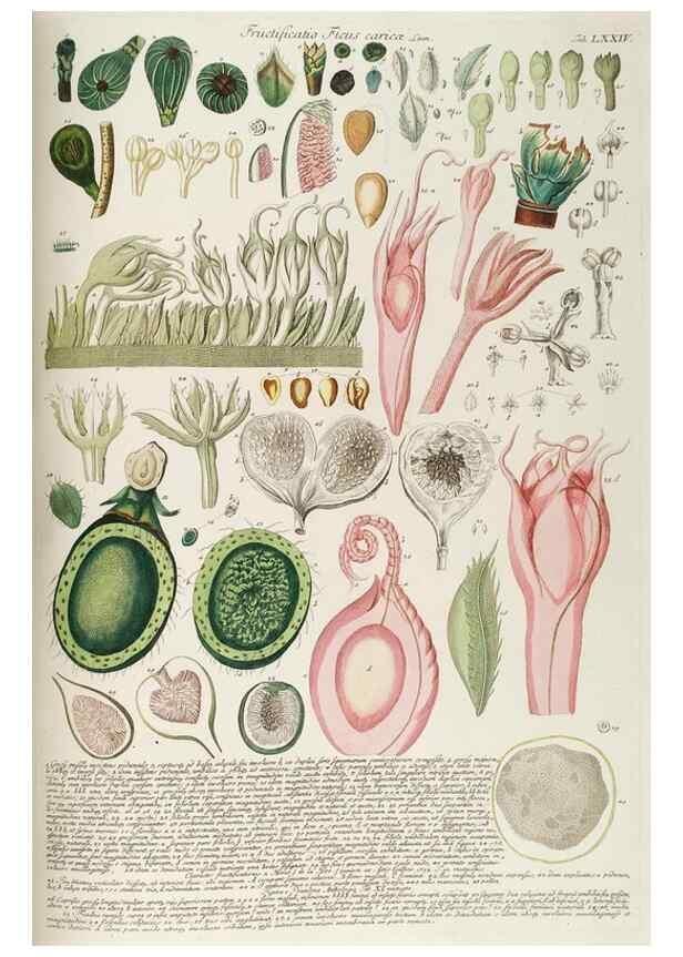 Reproducción/Reproduction 8050636135: Plantae selectae quarum imagines ad exemplaria naturalia Londini, in hortis curiosorum nutrita. [S.l. :s.n.],1750-1773.