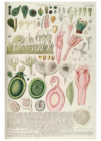 Reproducción/Reproduction 8050636135: Plantae selectae quarum imagines ad exemplaria naturalia Londini, in hortis curiosorum nutrita. [S.l. :s.n.],1750-1773.