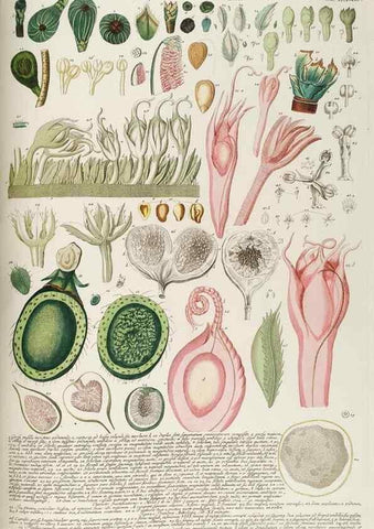 Reproducción/Reproduction 8050636135: Plantae selectae quarum imagines ad exemplaria naturalia Londini, in hortis curiosorum nutrita. [S.l. :s.n.],1750-1773.