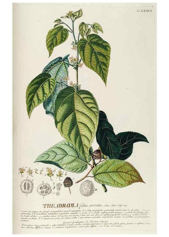 Reproducción/Reproduction 8050642694: Plantae selectae quarum imagines ad exemplaria naturalia Londini, in hortis curiosorum nutrita. [S.l. :s.n.],1750-1773.