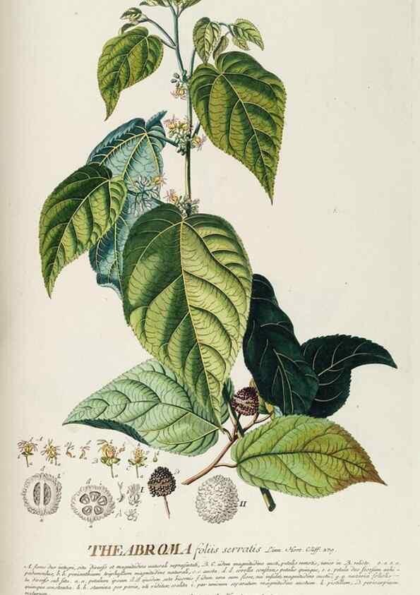 Reproducción/Reproduction 8050642694: Plantae selectae quarum imagines ad exemplaria naturalia Londini, in hortis curiosorum nutrita. [S.l. :s.n.],1750-1773.