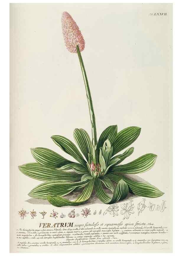 Reproducción/Reproduction 8050643174: Plantae selectae quarum imagines ad exemplaria naturalia Londini, in hortis curiosorum nutrita. [S.l. :s.n.],1750-1773.