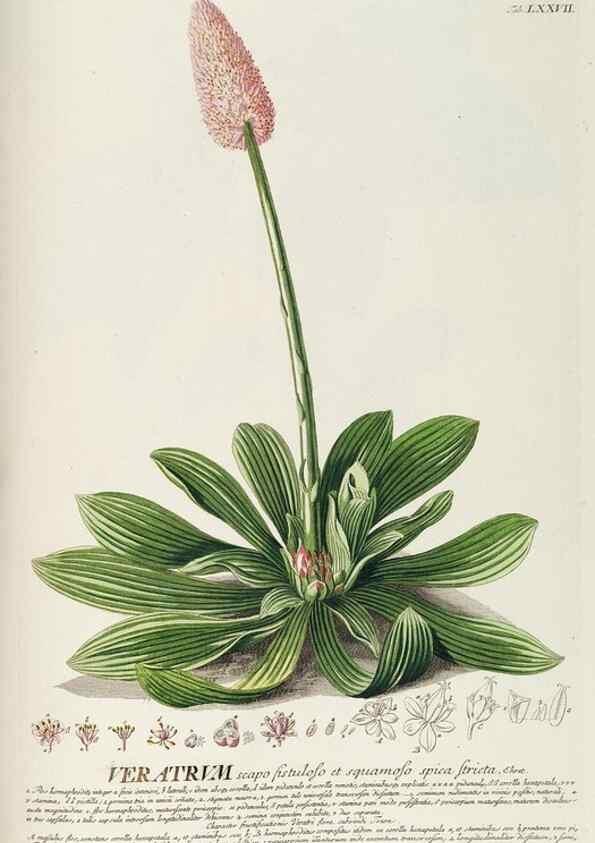 Reproducción/Reproduction 8050643174: Plantae selectae quarum imagines ad exemplaria naturalia Londini, in hortis curiosorum nutrita. [S.l. :s.n.],1750-1773.