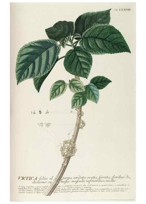 Reproducción/Reproduction 8050643616: Plantae selectae quarum imagines ad exemplaria naturalia Londini, in hortis curiosorum nutrita. [S.l. :s.n.],1750-1773.