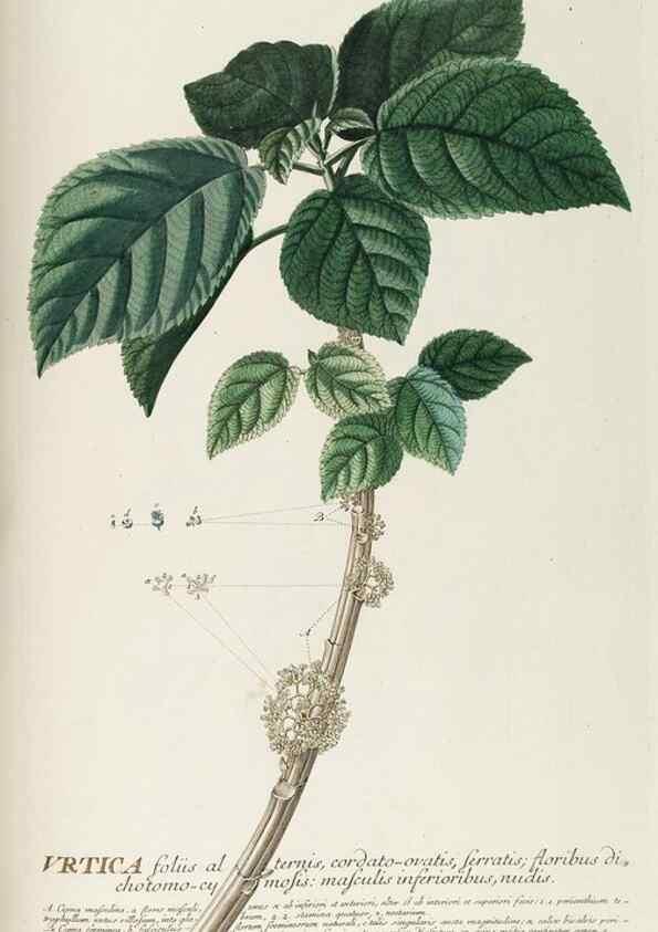 Reproducción/Reproduction 8050643616: Plantae selectae quarum imagines ad exemplaria naturalia Londini, in hortis curiosorum nutrita. [S.l. :s.n.],1750-1773.