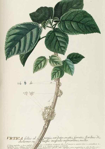 Reproducción/Reproduction 8050643616: Plantae selectae quarum imagines ad exemplaria naturalia Londini, in hortis curiosorum nutrita. [S.l. :s.n.],1750-1773.