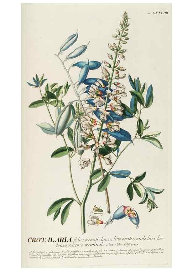 Reproducción/Reproduction 8050639485: Plantae selectae quarum imagines ad exemplaria naturalia Londini, in hortis curiosorum nutrita. [S.l. :s.n.],1750-1773.