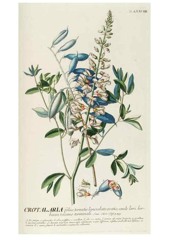Reproducción/Reproduction 8050639485: Plantae selectae quarum imagines ad exemplaria naturalia Londini, in hortis curiosorum nutrita. [S.l. :s.n.],1750-1773.