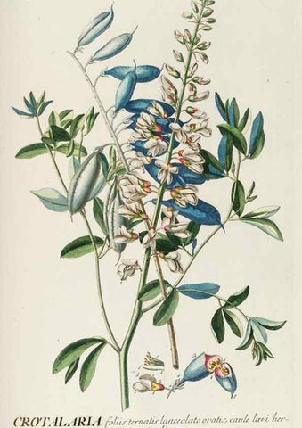 Reproducción/Reproduction 8050639485: Plantae selectae quarum imagines ad exemplaria naturalia Londini, in hortis curiosorum nutrita. [S.l. :s.n.],1750-1773.
