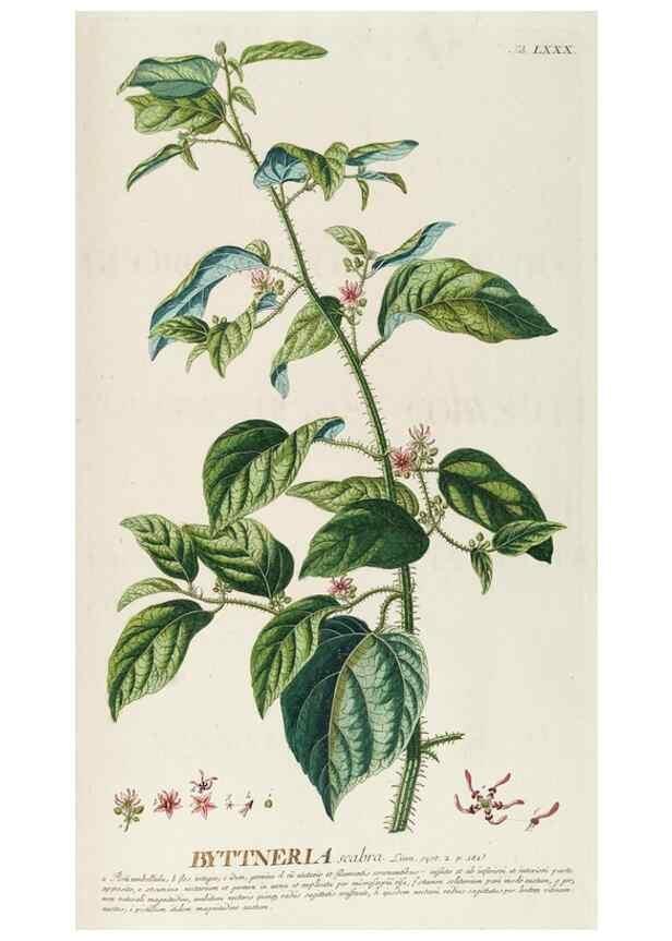 Reproducción/Reproduction 8050645704: Plantae selectae quarum imagines ad exemplaria naturalia Londini, in hortis curiosorum nutrita. [S.l. :s.n.],1750-1773.