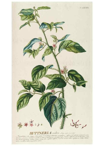 Reproducción/Reproduction 8050645704: Plantae selectae quarum imagines ad exemplaria naturalia Londini, in hortis curiosorum nutrita. [S.l. :s.n.],1750-1773.