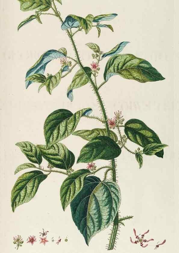 Reproducción/Reproduction 8050645704: Plantae selectae quarum imagines ad exemplaria naturalia Londini, in hortis curiosorum nutrita. [S.l. :s.n.],1750-1773.
