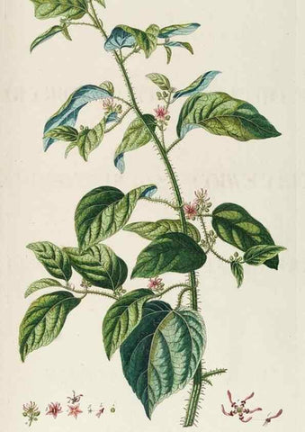 Reproducción/Reproduction 8050645704: Plantae selectae quarum imagines ad exemplaria naturalia Londini, in hortis curiosorum nutrita. [S.l. :s.n.],1750-1773.