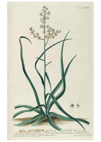 Reproducción/Reproduction 8050641869: Plantae selectae quarum imagines ad exemplaria naturalia Londini, in hortis curiosorum nutrita. [S.l. :s.n.],1750-1773.