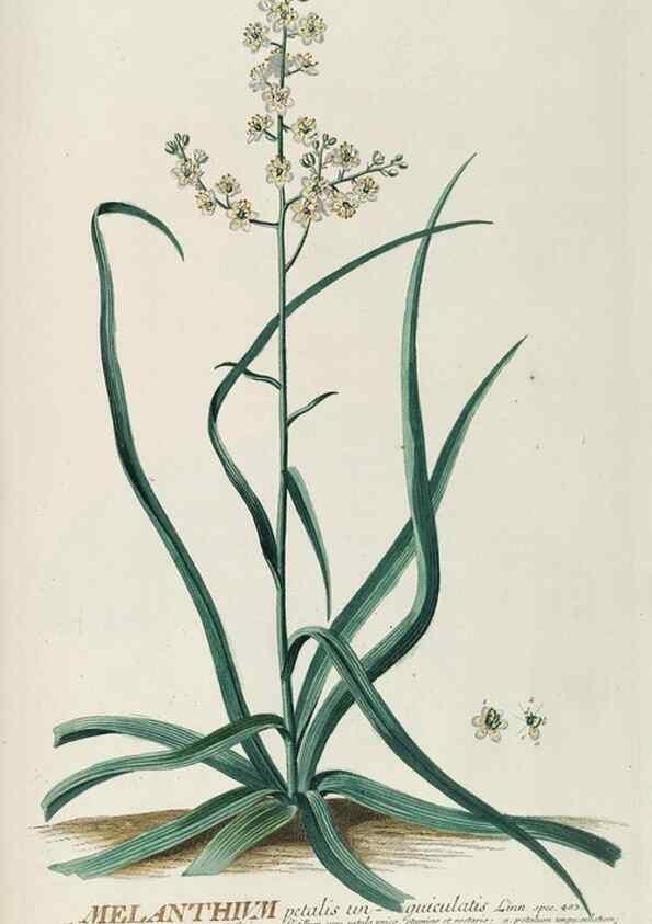 Reproducción/Reproduction 8050641869: Plantae selectae quarum imagines ad exemplaria naturalia Londini, in hortis curiosorum nutrita. [S.l. :s.n.],1750-1773.