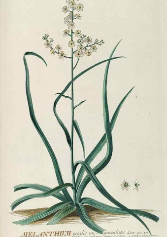Reproducción/Reproduction 8050641869: Plantae selectae quarum imagines ad exemplaria naturalia Londini, in hortis curiosorum nutrita. [S.l. :s.n.],1750-1773.