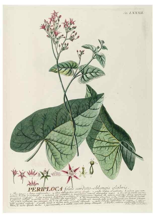 Reproducción/Reproduction 8050647982: Plantae selectae quarum imagines ad exemplaria naturalia Londini, in hortis curiosorum nutrita. [S.l. :s.n.],1750-1773.