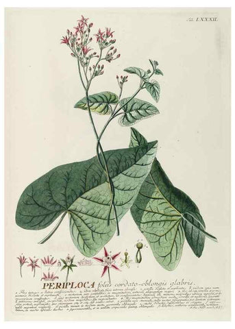 Reproducción/Reproduction 8050647982: Plantae selectae quarum imagines ad exemplaria naturalia Londini, in hortis curiosorum nutrita. [S.l. :s.n.],1750-1773.