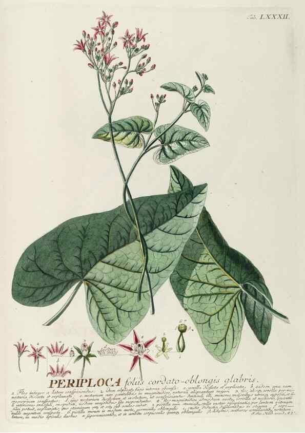 Reproducción/Reproduction 8050647982: Plantae selectae quarum imagines ad exemplaria naturalia Londini, in hortis curiosorum nutrita. [S.l. :s.n.],1750-1773.