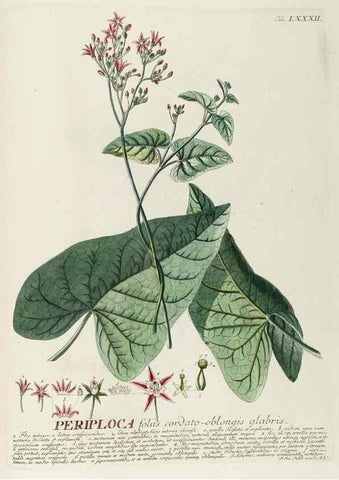 Reproducción/Reproduction 8050647982: Plantae selectae quarum imagines ad exemplaria naturalia Londini, in hortis curiosorum nutrita. [S.l. :s.n.],1750-1773.