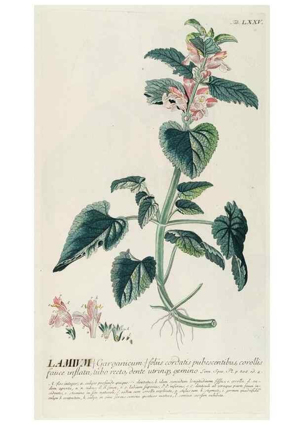 Reproducción/Reproduction 8050636971: Plantae selectae quarum imagines ad exemplaria naturalia Londini, in hortis curiosorum nutrita. [S.l. :s.n.],1750-1773.