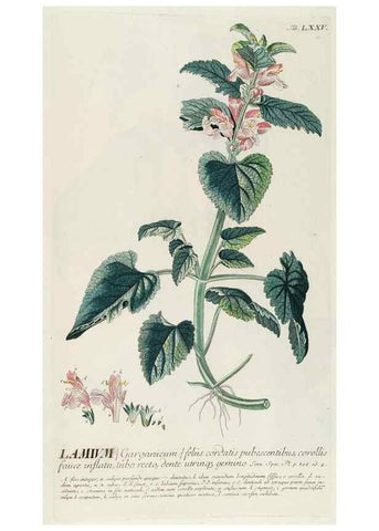 Reproducción/Reproduction 8050636971: Plantae selectae quarum imagines ad exemplaria naturalia Londini, in hortis curiosorum nutrita. [S.l. :s.n.],1750-1773.